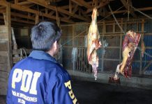 5 personas detenidas por abigeato y media tonelada de carne decomisada en #Osorno