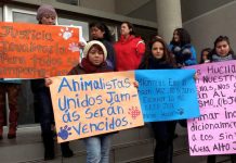 Molesta madre por libertad a carabinero que atropelló a su hijo #PuertoMontt