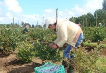 SAGO: “Decretar feriado el 2 enero es una improvisación para el rubro agrícola”