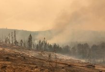 Alcalde de Marchigüe de O’Higgins, solicita ayuda para agricultores ante incendios forestales