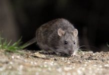 Seremía de Salud entregó recomendaciones para evitar contagio de virus Hanta en Osorno