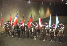 Este domingo se presentará Palmas de Peñaflor en Medialuna de SAGO