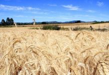 Evalúan daños por intensas lluvias del fin de semana en las siembras