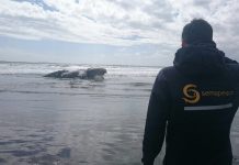 Investigan intervención humana en muerte de ballena en #Maullín