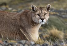 Denuncian presencia de puma en sector Las Juntas de #PuertoOctay