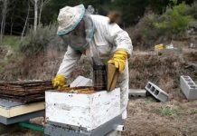 Puerto Montt ofrece predios para trasladar abejas de zonas afectadas por incendios