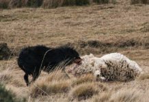 SAGO responde a Sociedad Protectora de Animales por perros asilvestrados