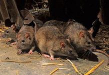 Confirman nuevo caso de Hantavirus en Manquemapu comuna de #Purranque