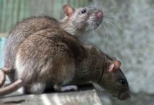 Tres casos de contagio por Hantavirus en región de Los Lagos