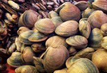 Joven de 23 años habría presentado síntomas por mariscos con marea roja