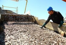 Autoridad Marítima y #Sernapesca desconocen caso jureles en mal estado.