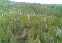 Seremi Bienes Nacionales investiga denuncia de tala ilegal #Alerce