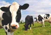 Podcast de CAMPO AL DÍA: ROBOT DE ORDEÑA EN INIA REMEHUE