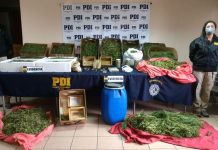 Pdi #Osorno logró decomiso de 36 kilos de marihuana