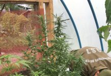 Incautan 50 millones de pesos en marihuana #Osorno