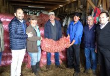 Con semilleros de papas apoyarán producción de pequeños agricultores en #Maullín