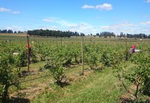 Gerente de Sago responde a la CUT por problemática de productores de berries