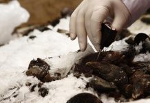 Fiscalizaciones seguirán en región de Los Lagos por semana santa