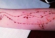 Preocupación en la policía por llegada de reto Ballena Azul a Chile