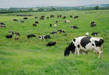 Huella de carbono y emisiones de gases de efecto invernadero en la producción de leche se toman la agenda ganadera