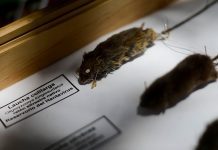 Nuevo caso de contagio por Virus Hanta es confirmado en #Puyehue