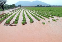 Gran impacto se espera en sector silvoagropecuario por cambio climático