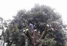 Vecinos preocupados por tala de árbol en plaza de Armas de Osorno