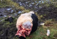 Un nuevo caso de abigeato se registró en sector Paullín camino a Entre Lagos