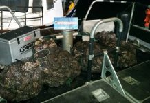 Más de 4 mil unidades de locos fueron decomisados por la Armada en #Maullín