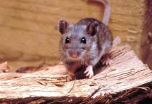 Denuncian plaga de ratones en centro de menores Sename #PuertoMontt