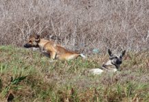 Subsecretario de Agricultura no descartó medida para cazar perros asilvestrados