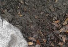 Autoridades evalúan situación de #Puyehue ante aumento de casos de virus Hanta