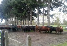 Productor local realiza envío de vaquillas a región de Magallanes