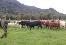 Reforzando el llamado a la denuncia oportuna lanzan campaña anti abigeato en la provincia de Osorno