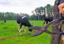 Agricultor del sector La Vara repele a tiros intento de abigeato en #PuertoMontt