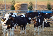 Delincuentes roban veintena de terneros desde predios en Chahuilco #Río Negro