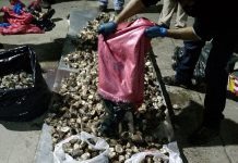 Ocho detenidos y más de 6 mil unidades de locos dejó robo en áreas de manejo en #Maullín