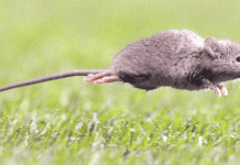 Incremento de #HantaVirus en la región ha obligado a realizar más charlas preventivas