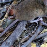 suspenden-clases-en-escuela-por-ratones