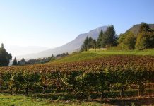 Inia Remehue realizó en #Osorno conversatorio sobre vitivinicultura