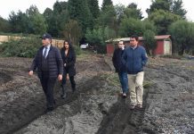 Alcalde de Lago Ranco denuncia Tala Ilegal de arboles