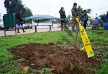#Osorno conmemoró día mundial del árbol plantando especies nativas en Hospital Base