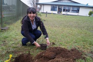 #Osorno conmemoró día mundial del árbol plantando especies nativas en Hospital Base
