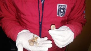 Aduana y Armada incautan droga y hongos alucinógenos en barcaza en Aysén