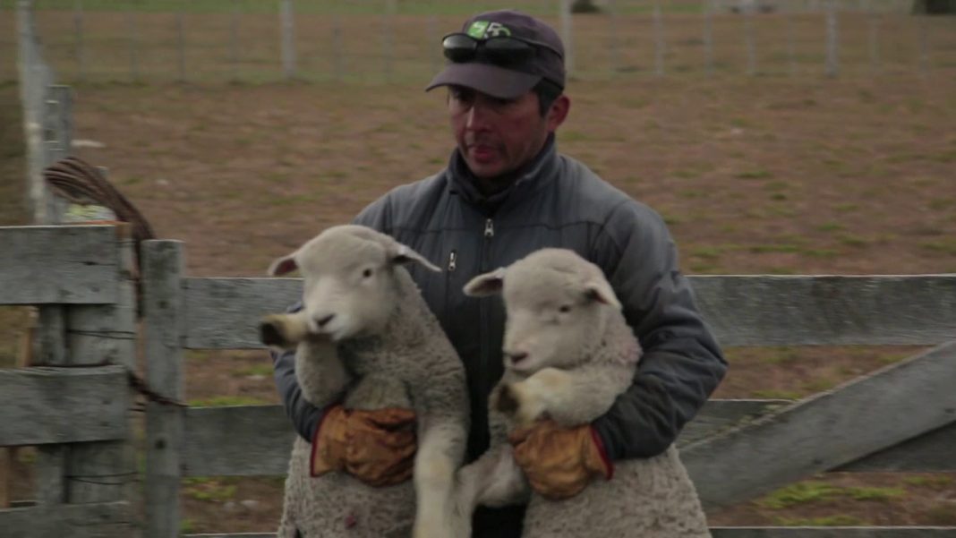 agricultores