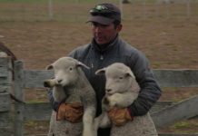 Habitantes sectores afectados por nevazones dicen que no han recibido ayuda para sus animales.