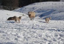 Autoridades regionales coordinan ayuda a agricultores afectados por heladas y nieve