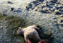 Perros asilvestrados atacaron y mataron ganado de pequeña agricultora en Puyehue