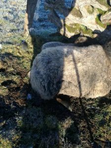 Perros asilvestrados atacaron y mataron ganado de pequeña agricultora en Puyehue