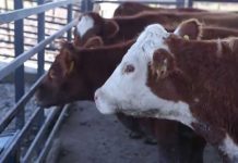 SAGO A.G y actores del mercado bovino buscan mejorar competitividad del producto nacional